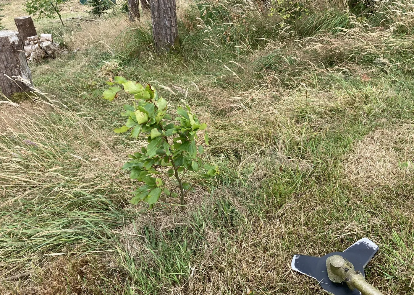 A young replacement tree being maintained after planting.