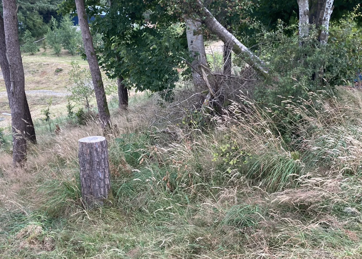 Cut stems and woody material retained along a recovering woodland edge.