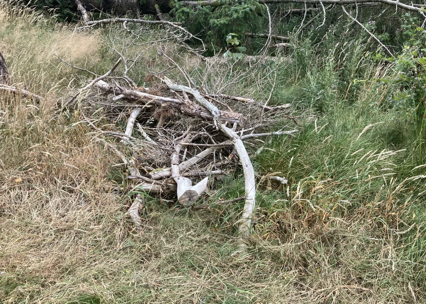 Close view of windthrown trees and tangled branches after storm damage.