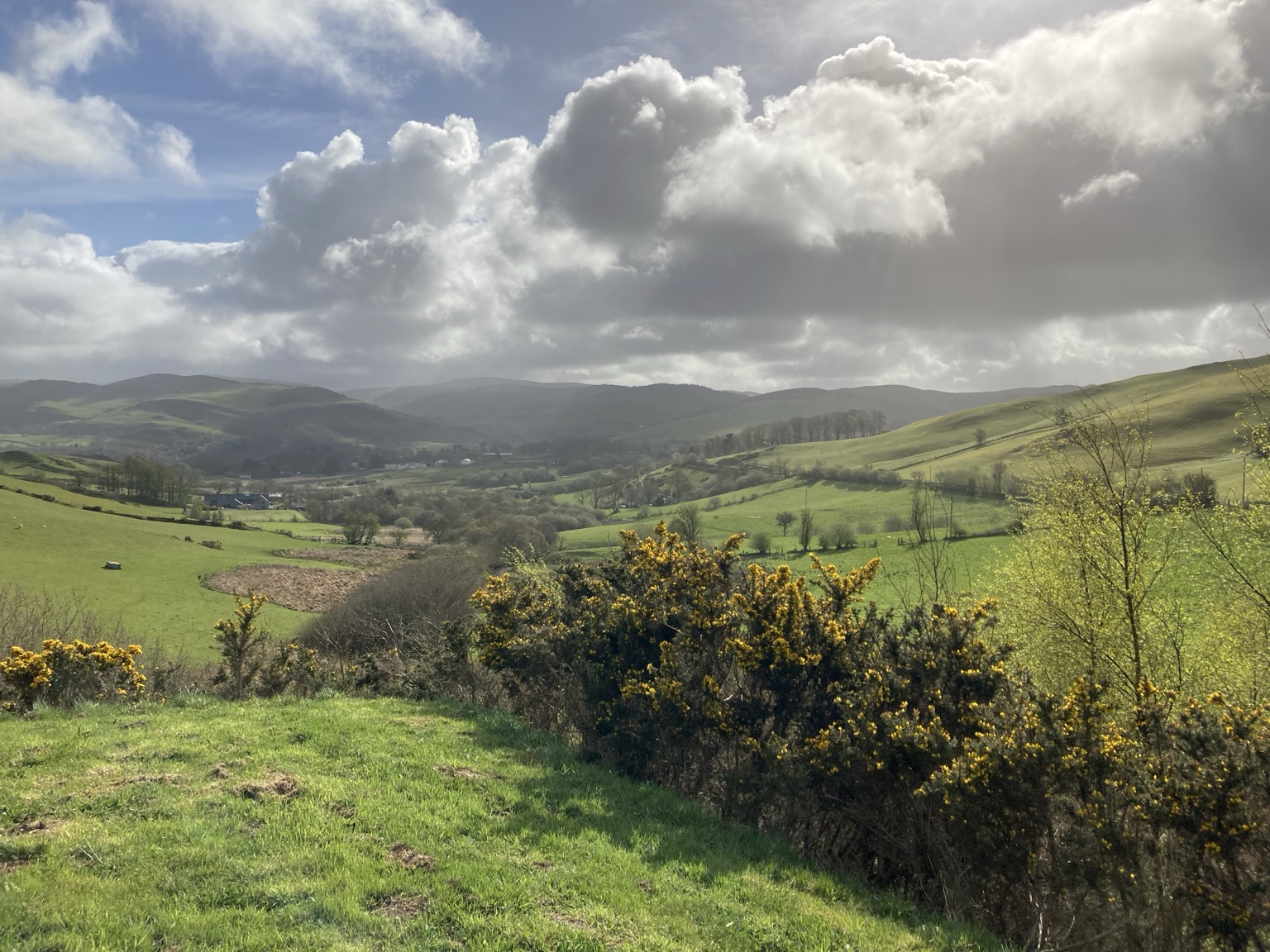 Mid Wales landscape and woodland context