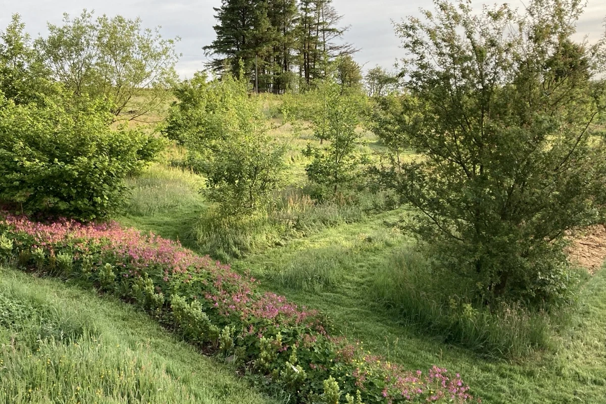 Young trees and field-edge planting at Live With Nature.