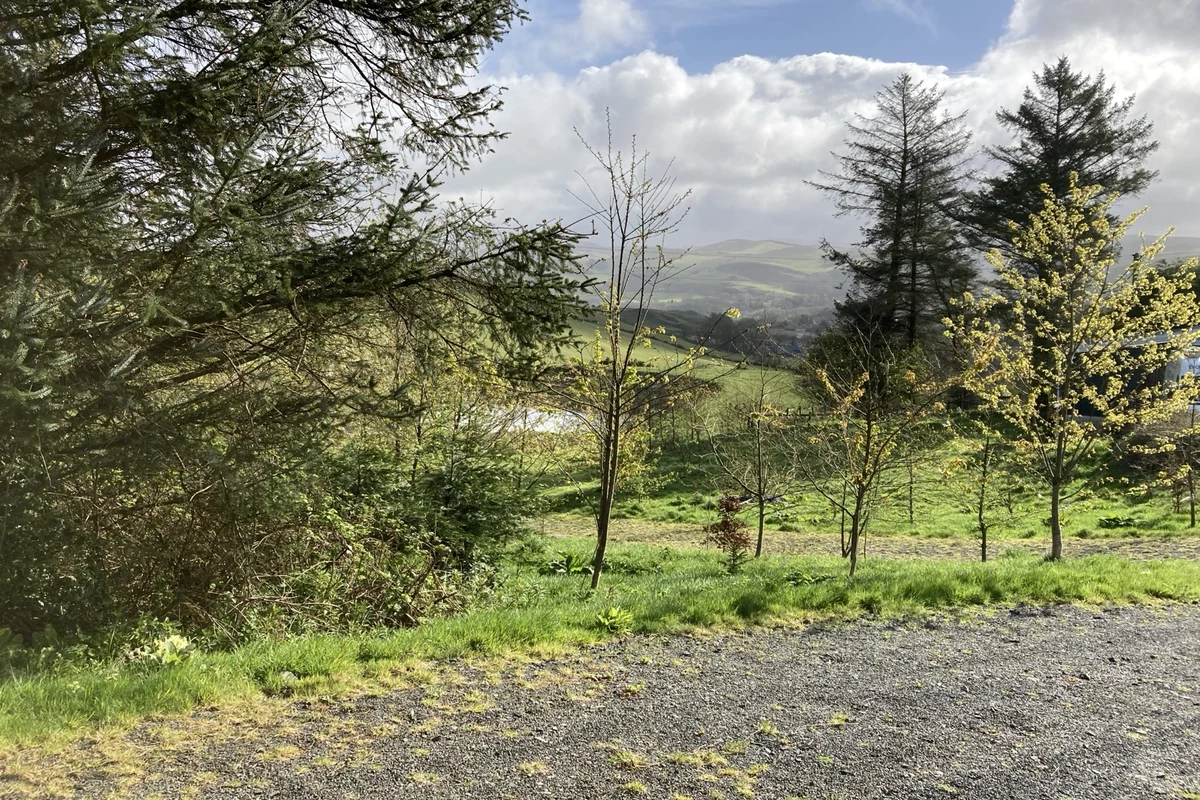 Young woodland at Live With Nature in Mid Wales, used as cautious species-guide context.