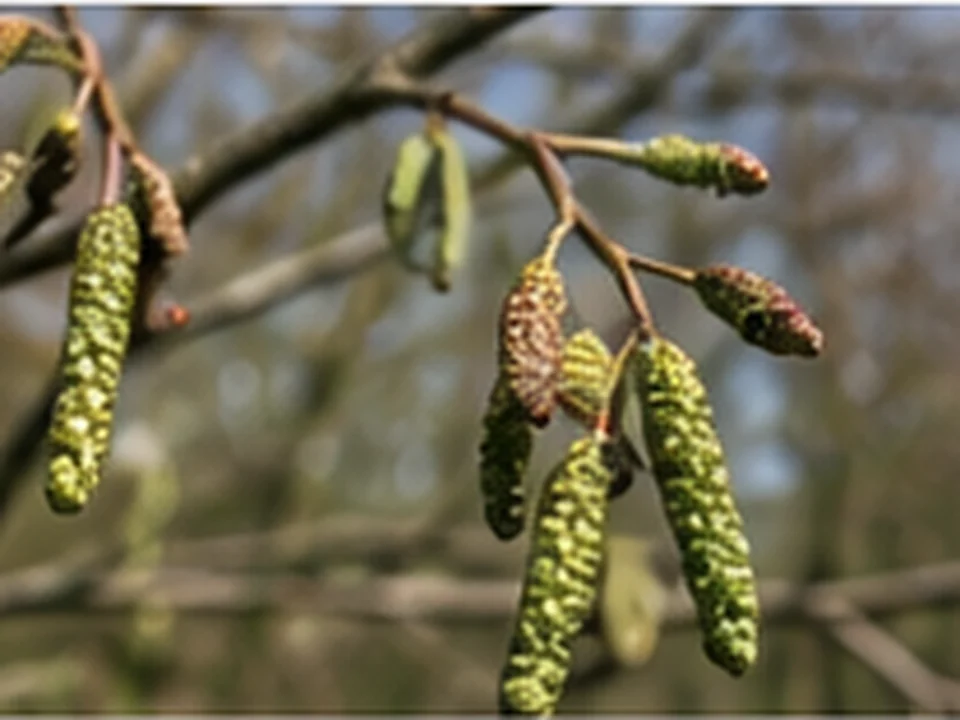 Alder catkins on a tree in natural colour.