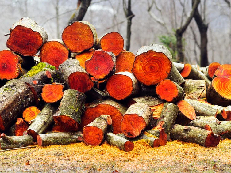 Cut Hawthorn logs showing bark and pale end grain.
