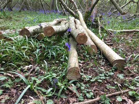 Freshly cut Hazel poles in woodland.