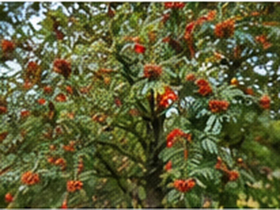 Rowan tree with natural red berry clusters.