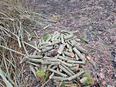 Freshly cut Willow poles on woodland ground.