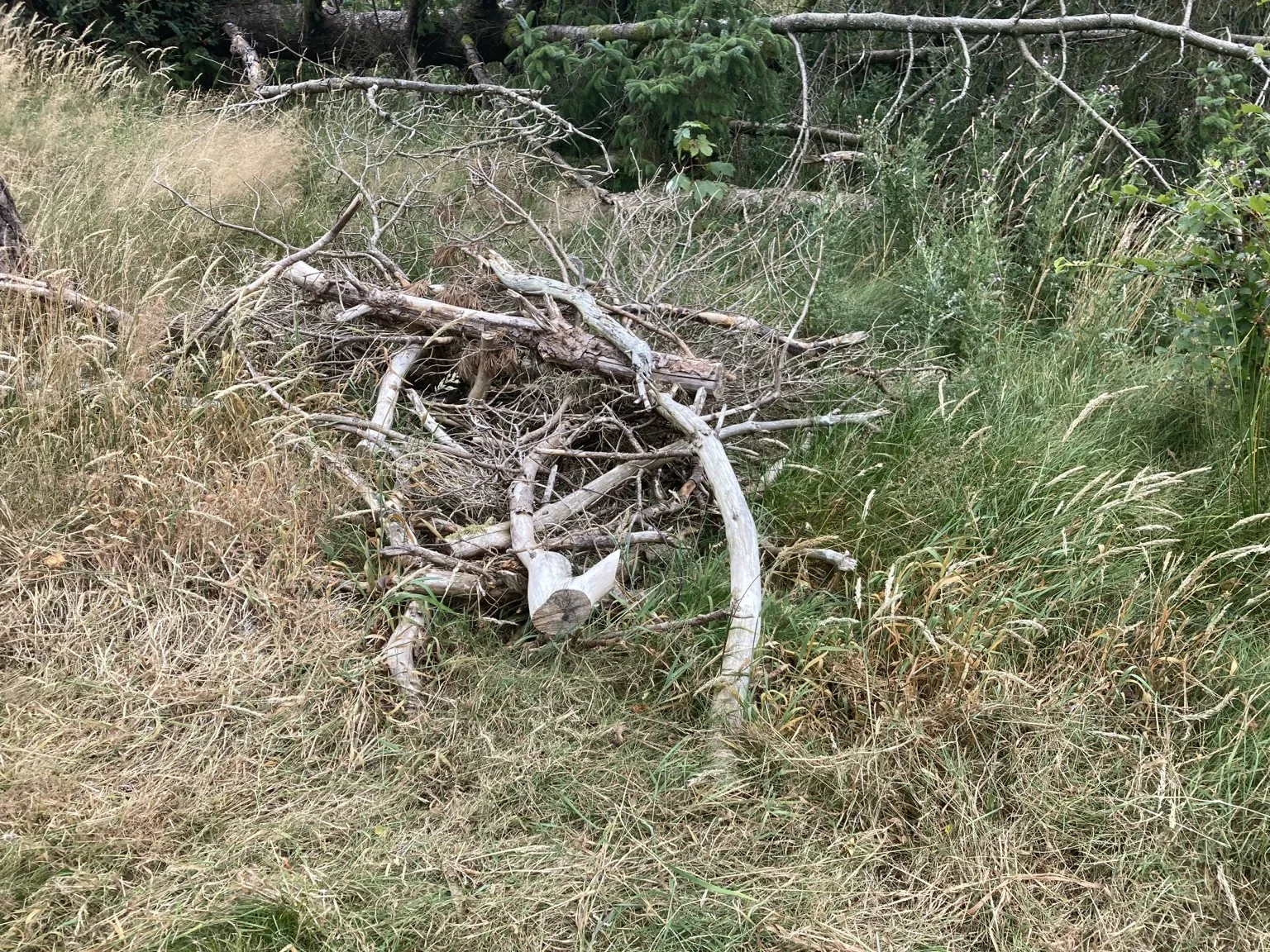 A retained pile of branches and cut woody material forming habitat in long grass beneath trees.