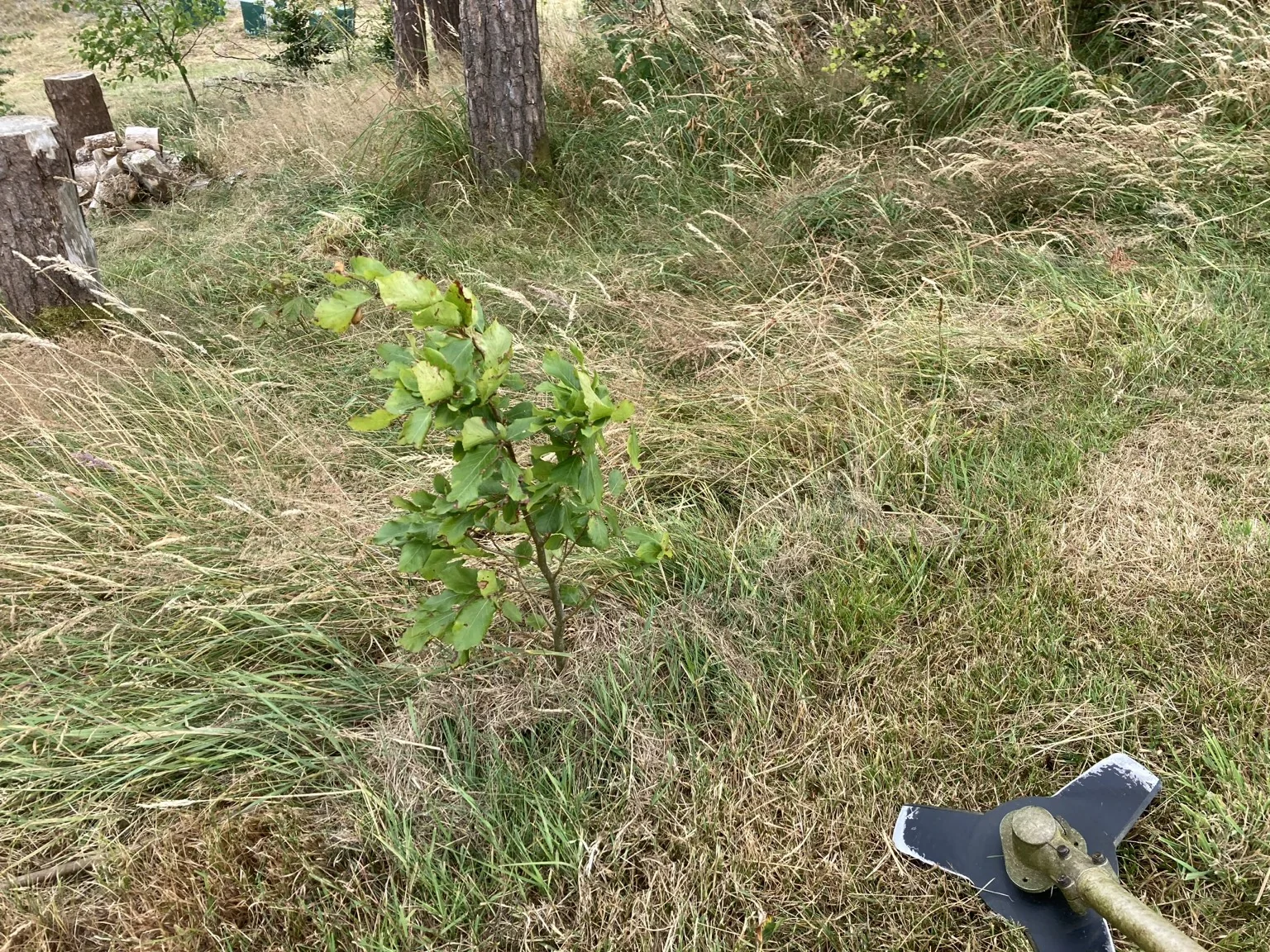 A young broadleaf tree planted among long grass near managed tree stumps, with a brush cutter resting nearby.