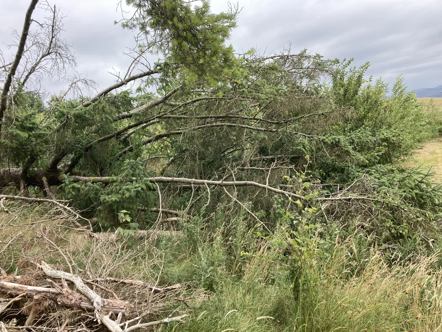 Storm-damaged conifers and fallen branches lying through long grass at the woodland edge.