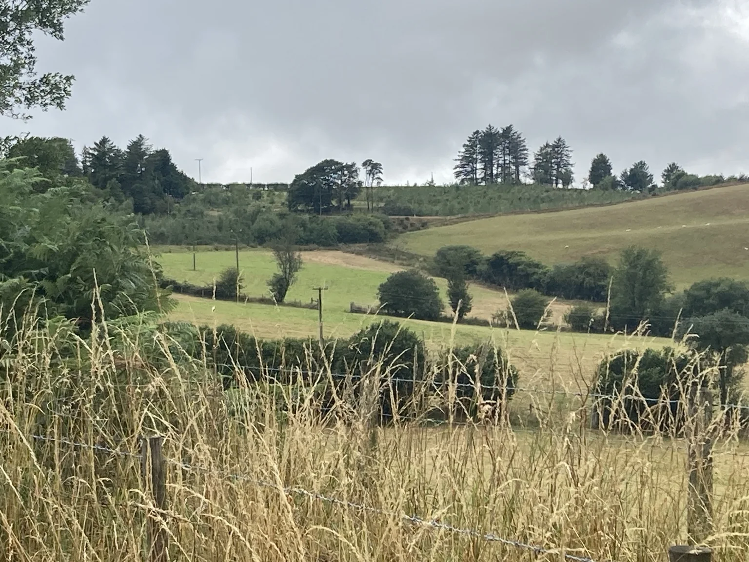 View across the Mid Wales landscape surrounding the Live With Nature land, with fields, hedges and mixed woodland under an overcast sky.