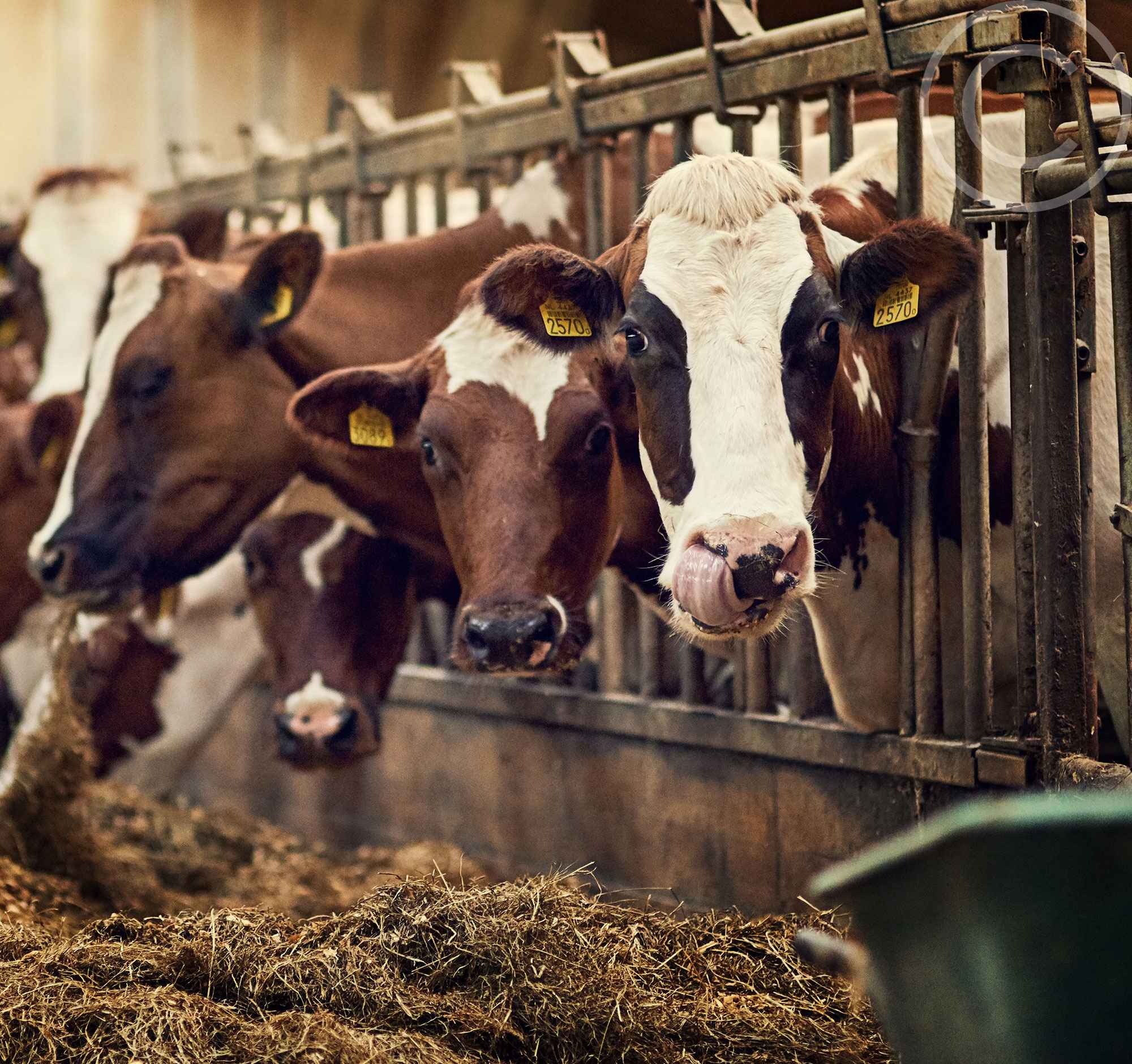 Grass-fed Beef & Raw Milk