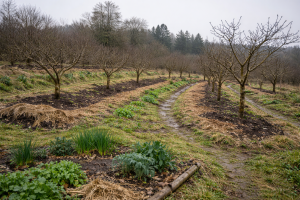 Young fruit trees planted on contour with mulch and ground cover, demonstrating permaculture orchard design and soil protection.