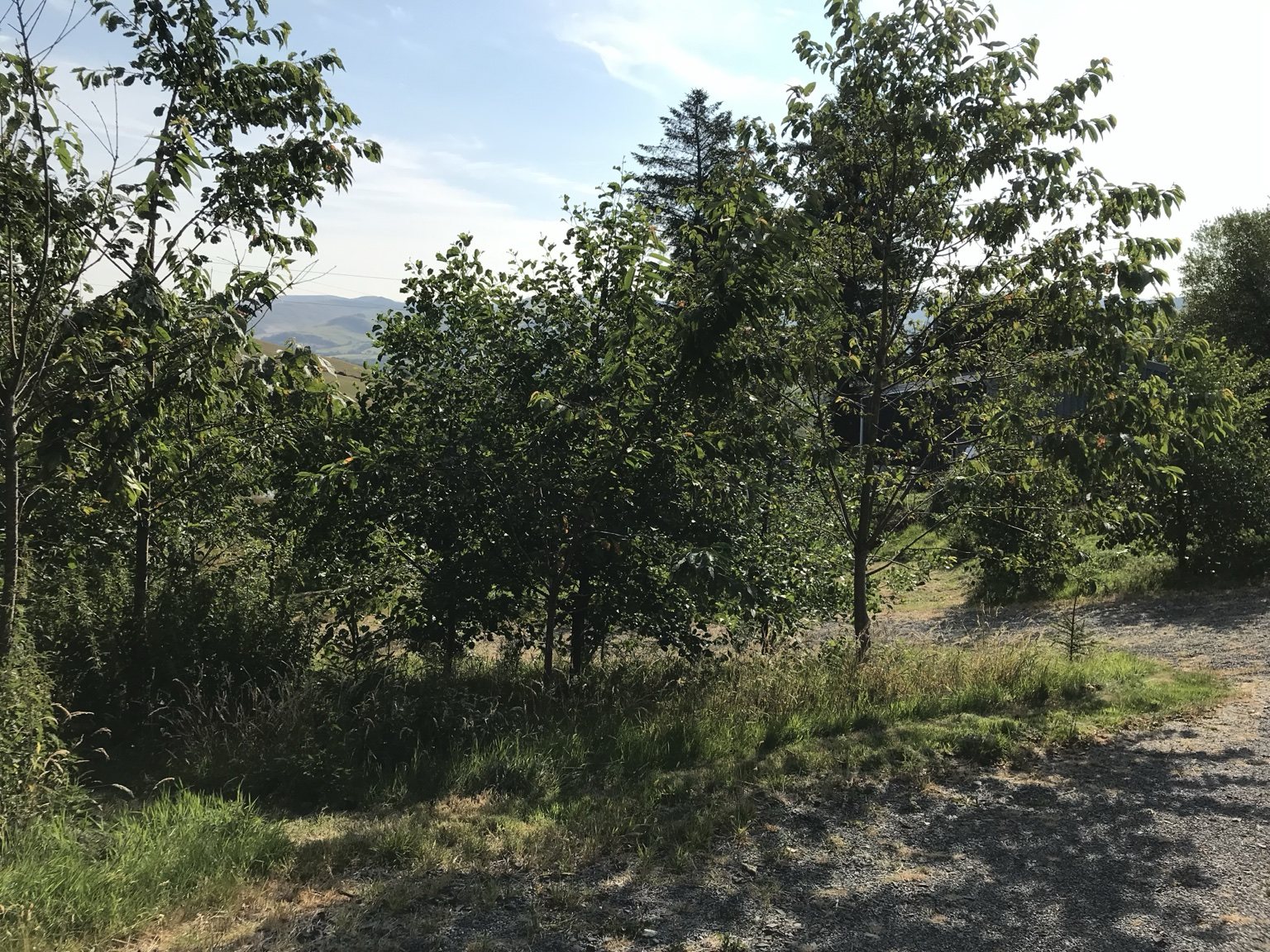 Young trees and orchard structure on the developing Live With Nature site.